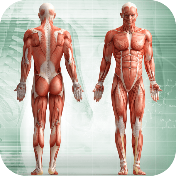 Human Body - All You Need To Know